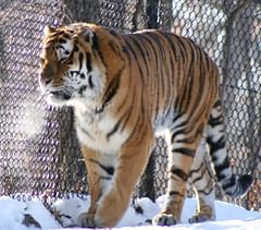 amur (siberian) tiger prowling