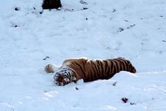 amur (siberian) tiger rolling around