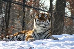 amur (siberian) tiger (smiling?)
