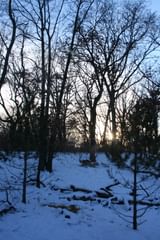 amur (siberian) tigers playing at dusk