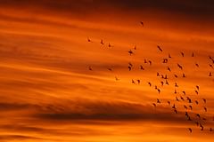 birds at dawn