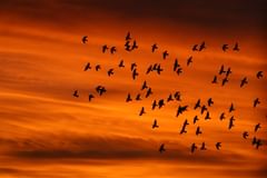 birds on orange