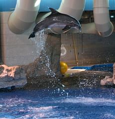 bottlenose dolphin, mid-leap
