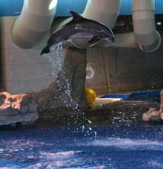 bottlenose dolphin, mid-leap