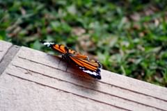 butterfly by the villa