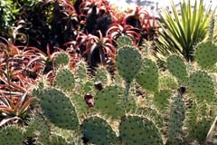 cactus paddles