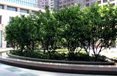 california plaza
