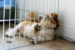 can’t put puppy in the corner