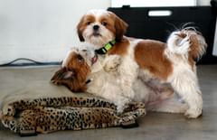 cody with wonton pinned