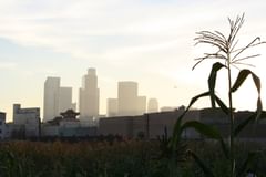 corn, downtown, and a blimp