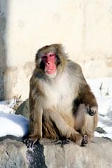 japanese macaque (snow monkey)