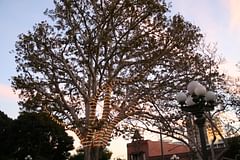 lighted tree in el pueblo