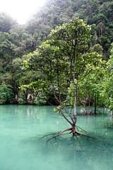 mangrove in koh hong