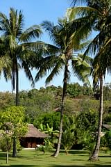 palm trees at koyao island resort