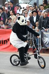 panda on a bike