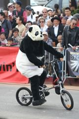panda on a bike