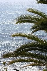 sea through fronds