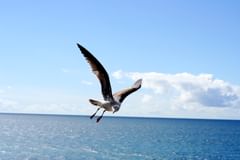 seagull with hanging feet