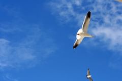 seagulls