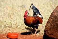 semi-wild rooster