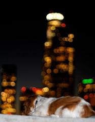 small dog, big city