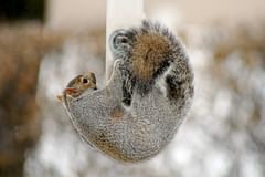squirrel curled around bird feeder