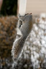squirrel eating from bird feeder