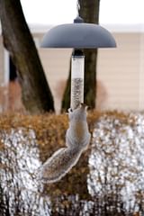 squirrel hanging on to bird feeder