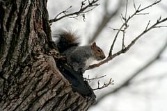 squirrel in tree