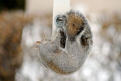 squirrel wrapped around bottom of feeder