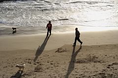 surf, dogs, and reflected sun
