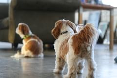 wonton watching cody