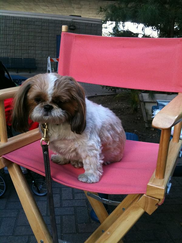 Wonton, a shih tzu, sitting on a pink director’s chair.